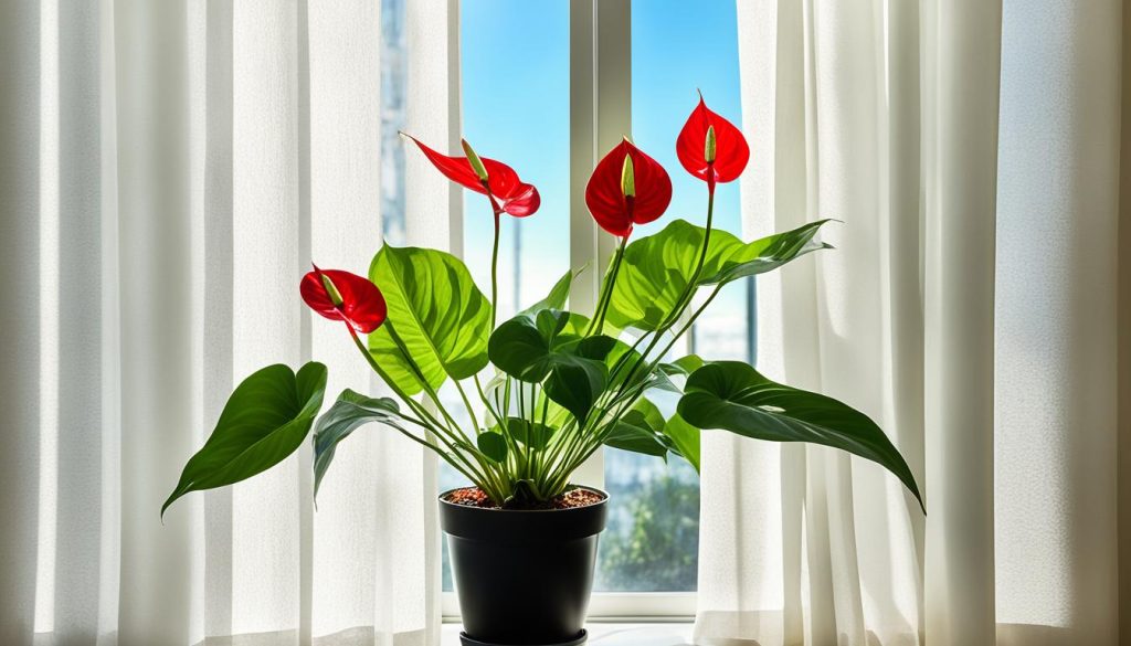 Healthy Anthurium under Indirect Light Healthy Anthurium under Indirect Light